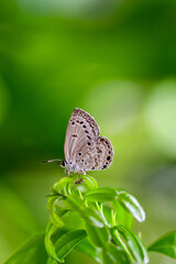 butterfly on leaf