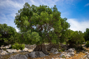 Fototapeta na wymiar old olive tree, Adriatic coast, northern Mediterranean, summer, sunny