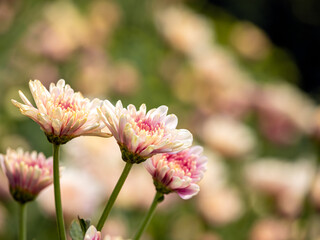 Scenic Garden Blooms: Close-Up View of Colorful Chrysanthemum Flowers in Farm Garden