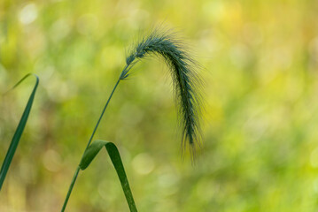Canada Wild Rye Grass Growing In The Field In Late August In Wisconsin
