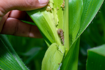 In the maize field, the armyworm attack the maize leaves, causing damage to the maize leaves, causing major losses to the maize itself. Maize is damaged by the fall armyworm Spodoptera frugiparda. att