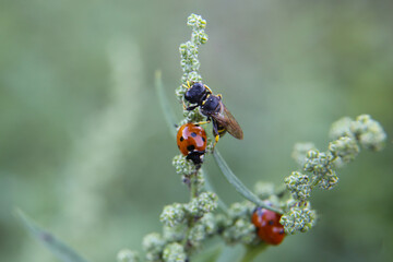 Garden orach  with ladybug and wasp in summer