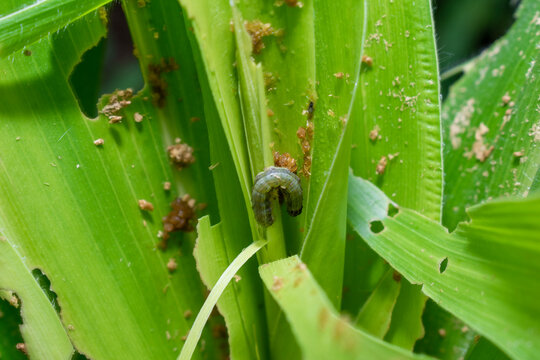 In the maize field, the armyworm attack the maize leaves, causing damage to the maize leaves, causing major losses to the maize itself. Maize is damaged by the fall armyworm Spodoptera frugiparda. att