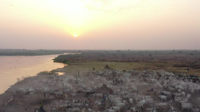 Aerial view of long horns cows in a Mundari camp Terekeka South Sudan