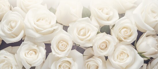 A backdrop of white roses with a soft focus and copy space, perfect for a website header design.