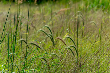 Canada Wild Rye Grass Growing In The Field In Late August In Wisconsin