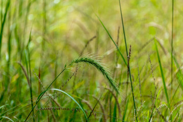 Canada Wild Rye Grass Growing In The Field In Late August In Wisconsin