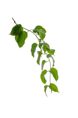 Branches and green leaves soaked with water, isolated on white background.