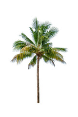 Fototapeta na wymiar Coconut tree with coconut balls isolated on white background.