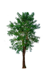 Fototapeta premium Cassia fistula, Golden shower, Indian Laburnum, Pudding-pine Tree isolated on white background