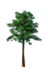 Fototapeta premium Cassia fistula, Golden shower, Indian Laburnum, Pudding-pine Tree isolated on white background