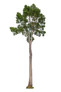 Dipterocarpus alatus Roxb. (Gurjan) isolated on white background