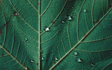 Macro of green leaf, detail nature