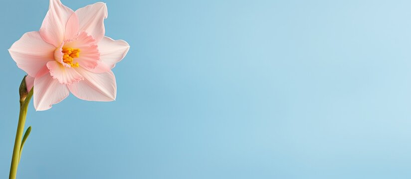 A beautiful pink and fresh spring narcissus flower is placed on a blue background. It can be used as a banner or greeting card design. copy space available for adding text. This image is also suitable