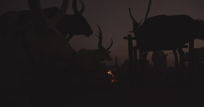 Long horns cows in the night with a campfire Terekeka South Sudan