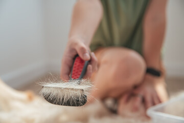 girl combing the hair of her labrador dog. Problem spring molt pet.
