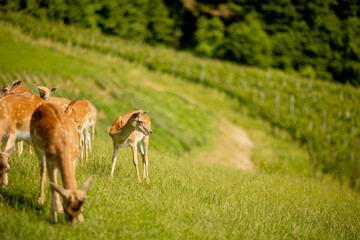 Reindeers on the foothills of Jelenov Greben in Slovenia