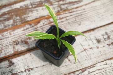 Hosta STILETTO Funkia Stiletto 