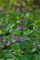 Lamium purpureum wild pink flowering purple dead-nettle flowers in bloom, group of flowering plants, green leaves