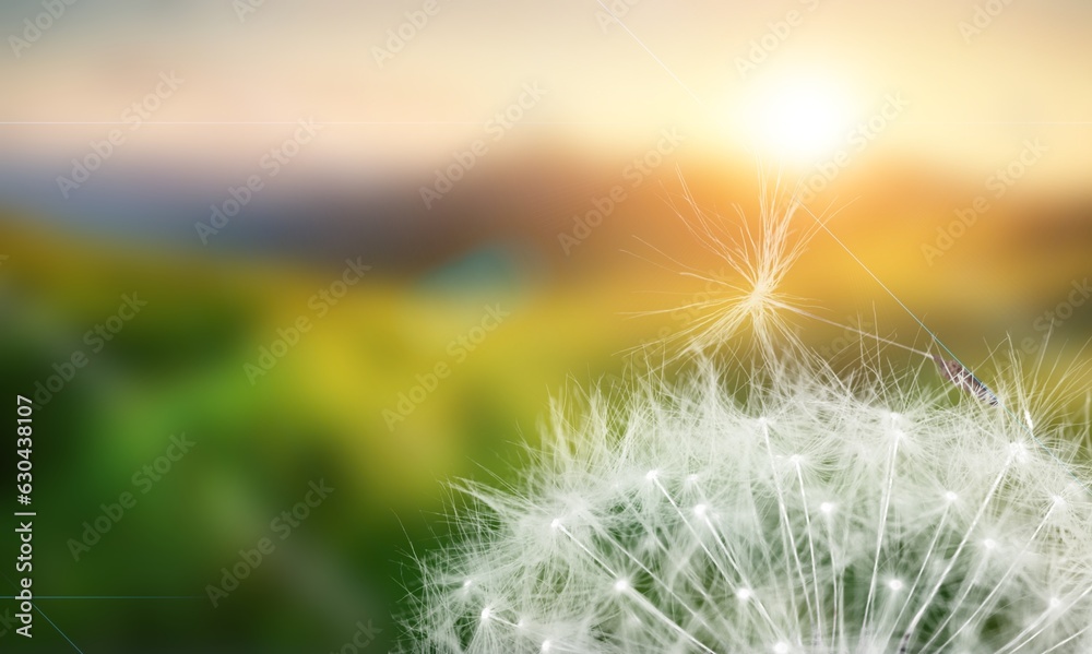 Poster Beauty white soft dandelion seeds on pastel background