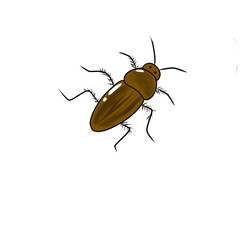 Dead cockroach on white background