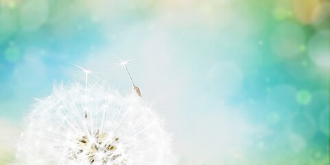 Beauty white soft dandelion seeds on pastel background