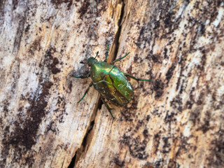 Golden Bronze beetle on the bark of a tree, close-up. Macro. Golden bronze, Bronze beetle close-up on a light wooden background.