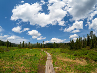 We move forward on the trail and enjoy the freedom. Wooden eco-trail to the far fabulous forest on a sunny summer day.