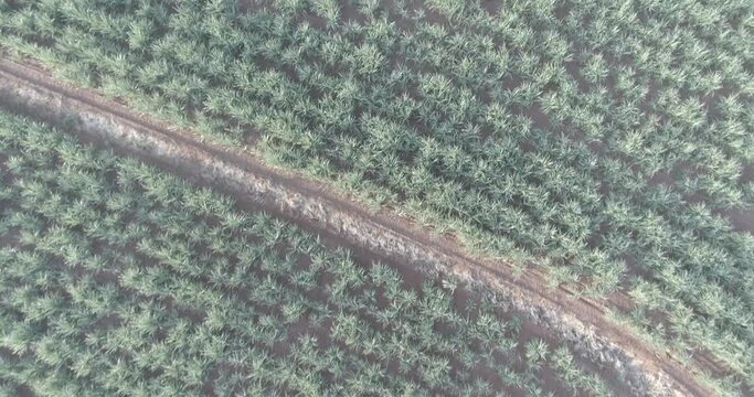 Agricultural Plantation Drone Above low flight camera Plong&eacute;e Zenital 4k Flat style for better post-production