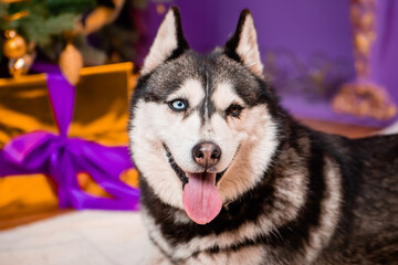 Portrait of a odd-eyed dog of the Husky breed on a Christmas background.