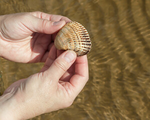  Seashell in the palms against the background of water in a summer day.