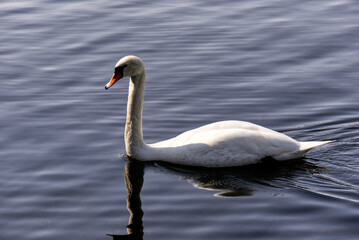 swan on the lake