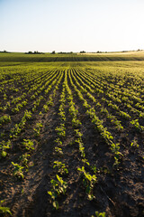 Agricultural soy plantation in sunny day. Rows of soy plants on an agricultural plantation. Selective focus.
