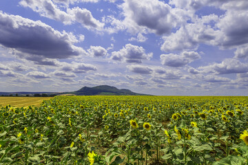 Fototapeta na wymiar Palava summer landscape. In the foreground is a field of sunflowers.
