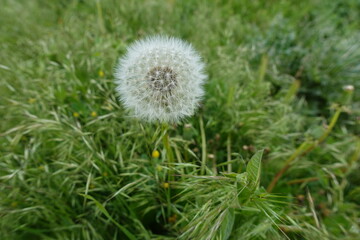 dandelion on grass