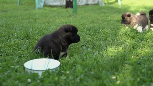 A month-old black American Akita puppy playing on the grass on a sunny summer day next to a bowl of water. High quality 4k footage