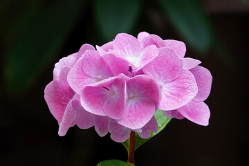 Beautiful pink hortensia flower