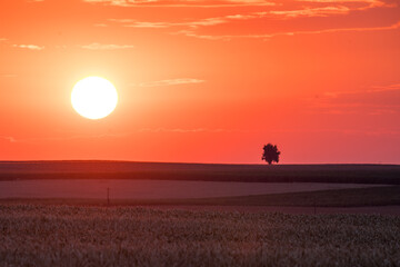 Farmland at sunrise. In the photo you can see a lonely tree at sunrise, there are farmlands around