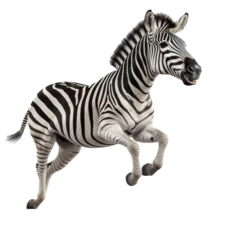Foto op Plexiglas happy running zebra transparent background © sercan
