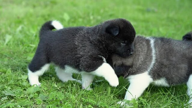 Three American Akita puppies, one month old. Cute American Akita puppies play on the grass on a summer sunny day. High quality 4k footage