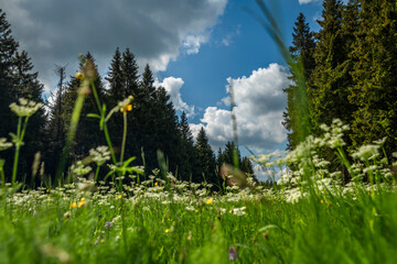 Meadow near Bozi Dar village in Krusne mountains with white cloudy blue sky