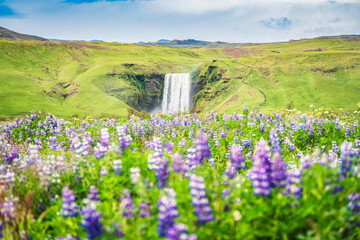 Scenery of Skogafoss waterfall flowing on purple lupine wildflower blooming in summer at south of Iceland