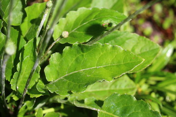 Gerbera Kunzeana Leibnitzia nepalensis zimująca