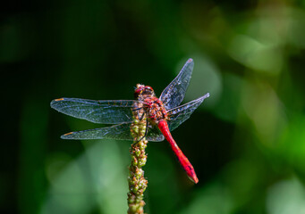 Dragonfly sitting on the flower stalk