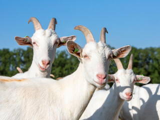 white horned goats in meadow