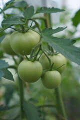 green tomatoes ripen on a branch of a tomato bush among green leaves in a greenhouse in summer. The concept of growing eco-friendly food at home