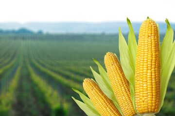 Corn cobs on green plantation field