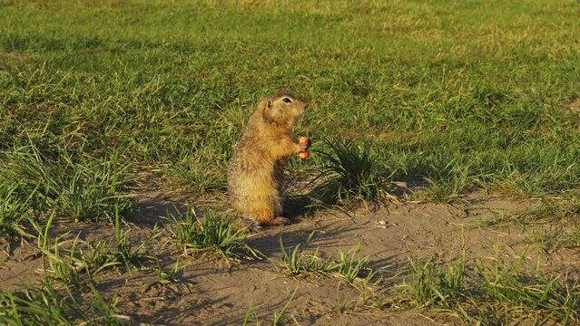 Fluffy gopher takes food. rodent eats carrots. Outdoors in the wild