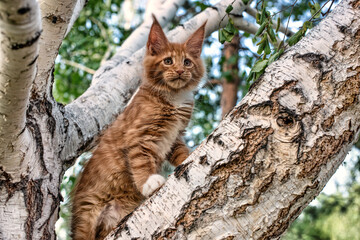 Obraz premium A big maine coon kitten sitting on a tree in a forest in summer.