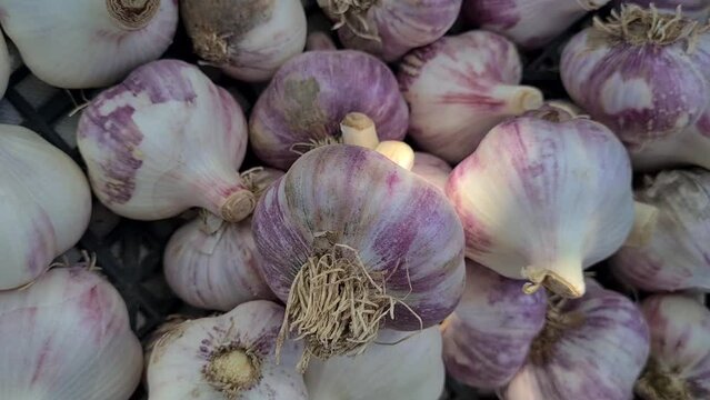 Garlic fresh garlic garlic clove and garlic bulb. Organic garlic herbs and spices or food ingredients and healthy food